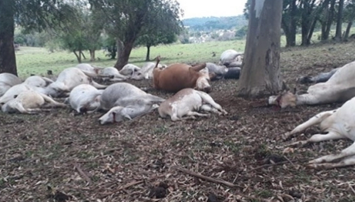 Raio mata 27 cabeças de gado no interior do Paraná
