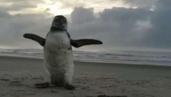 Pinguim é resgatado depois de ser encontrado em praia de Matinhos
