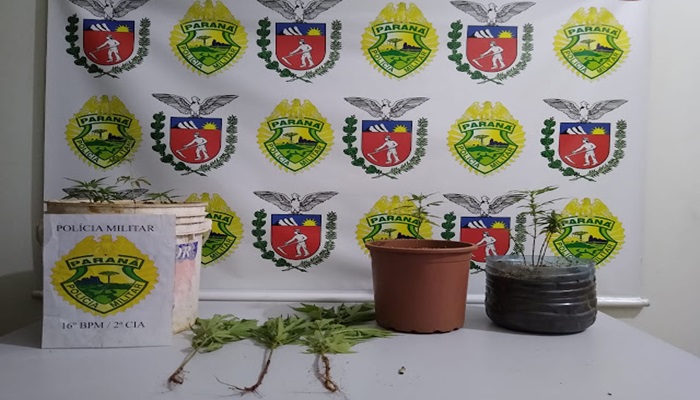 Laranjeiras do Sul - PM prende jovem que cultivava pés de maconha
