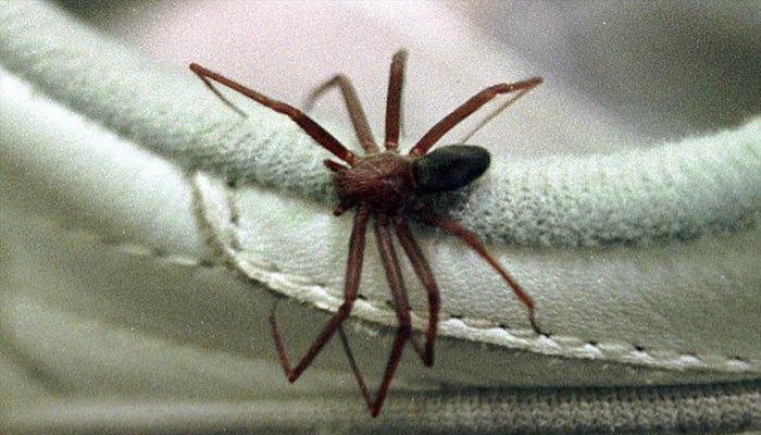 Homem morre após ser picado por aranha marrom