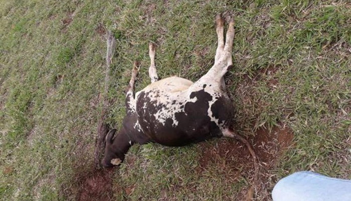 Nova Laranjeiras - Produtor perde 15 cabeças de gado, após aplicar medicamentos nos animais
