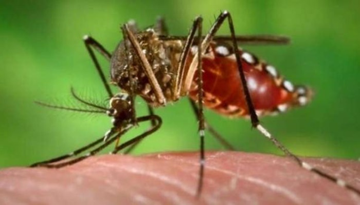 Secretaria de Saúde registra primeiro caso de chikungunya em Curitiba