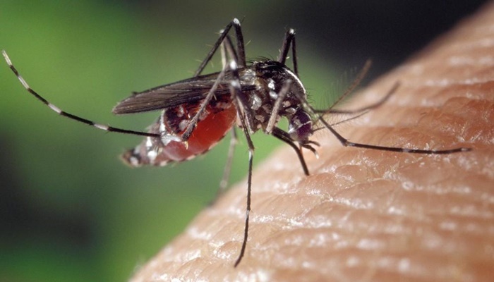 Paraná registra morte por dengue e secretário alerta para ‘situação grave’