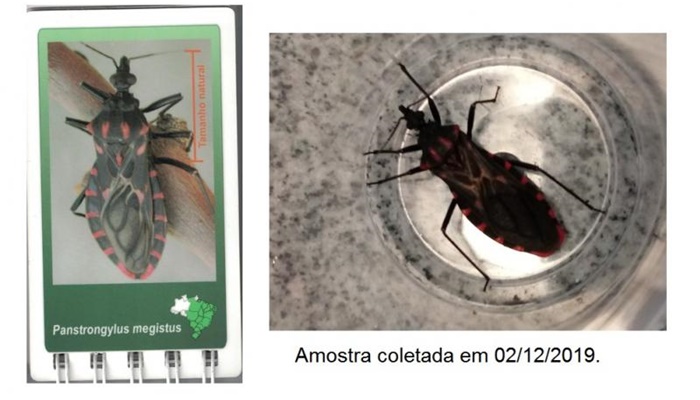 Nova Laranjeiras - Encontrado inseto vetor da Doença de Chagas