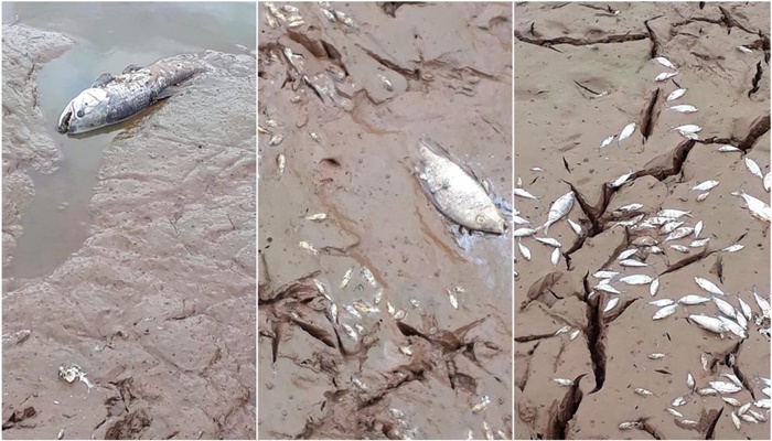 Rio Bonito - Morte de peixes é registrada no Alagado da represa Salto Santiago