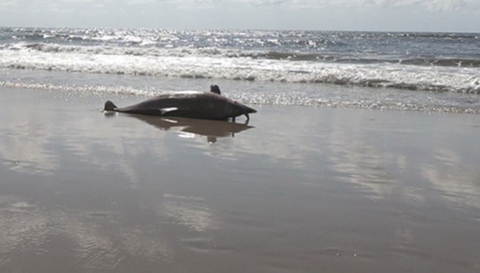 Golfinho é encontrado morto em praia de Matinhos, no litoral do Paraná