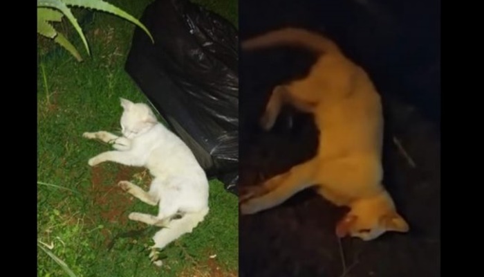 Homem arremessa gato contra rua até a morte em Cascavel 