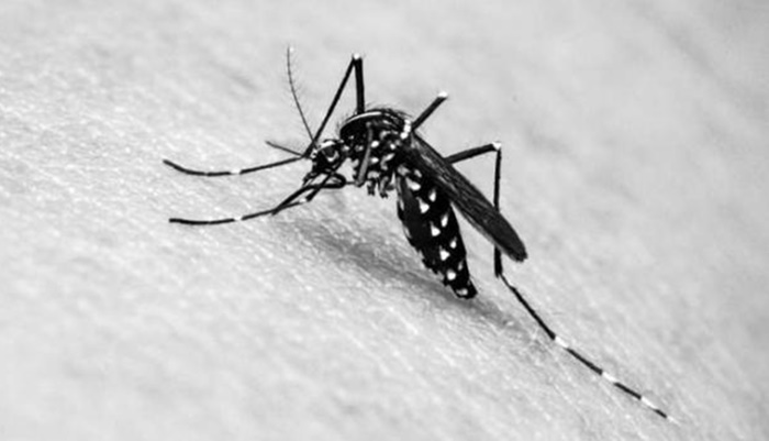 Paraná tem mais de 7 mil casos confirmados de dengue