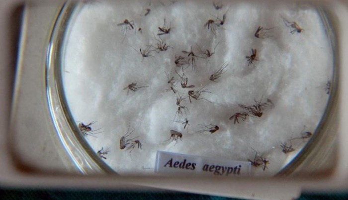 Saúde registra 1.550 novos casos de dengue no Paraná e intensifica ‘arrastões’