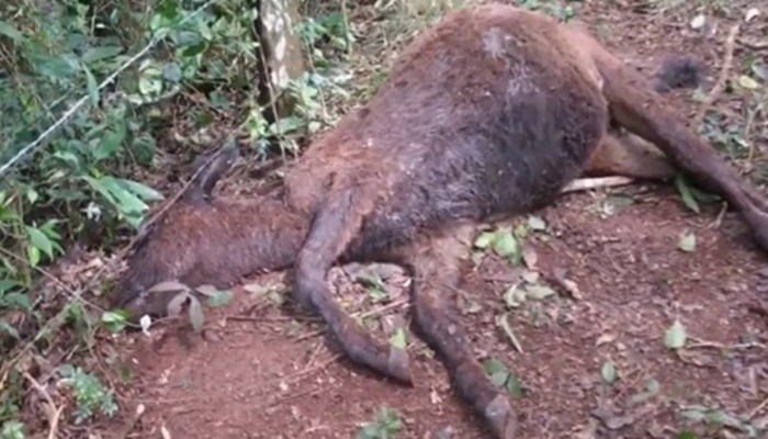 Cão mata doze bezerros em propriedade rural