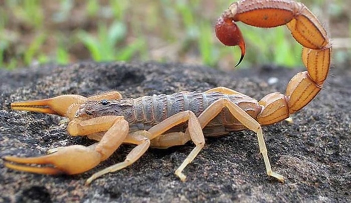 Reserva do Iguaçu - Homem é picado por escorpião no interior