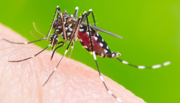 Sobe para sete o número de mortes por dengue no Paraná