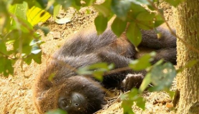 Paraná registra 6 novas mortes de macacos por febre amarela