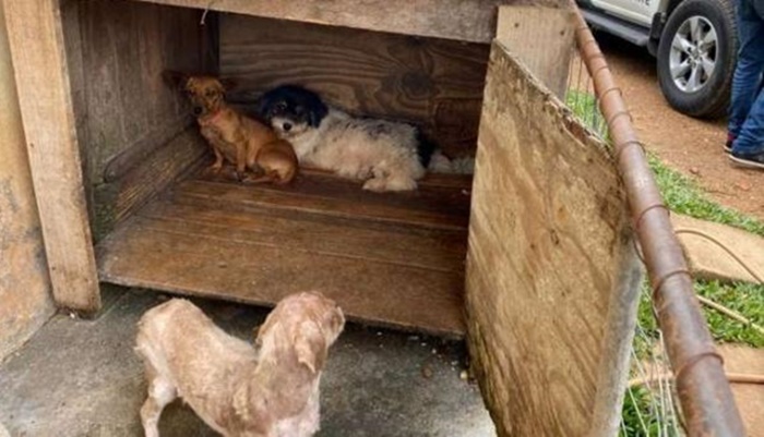Polícia Civil resgata mais de 50 cães em condições de maus-tratos