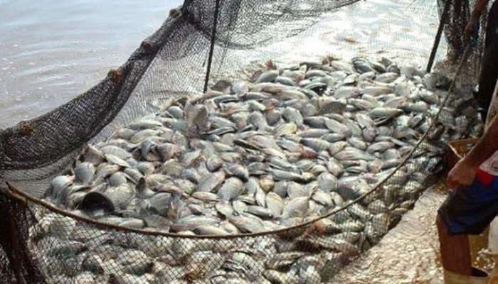Estado amplia liderança em piscicultura de cultivo