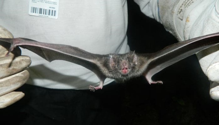 Laranjeiras - Secretaria de Saúde orienta população a evitar contato com morcegos