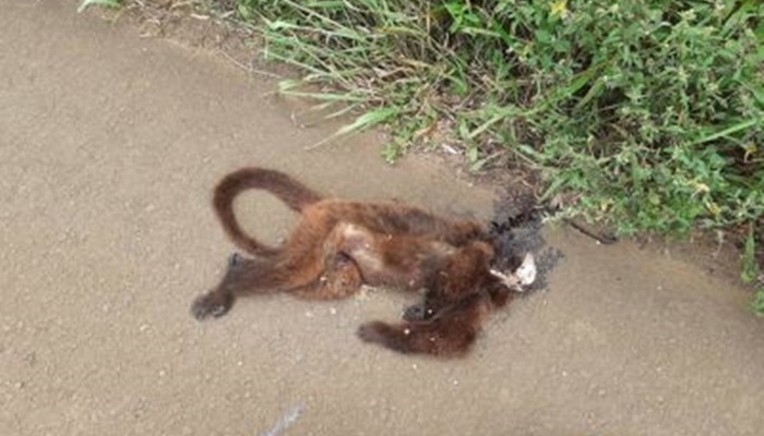 Candói - Dois macacos são encontrados mortos com indícios de febre amarela