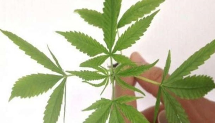 Fabricação e venda de produtos derivados da cannabis entram em vigor