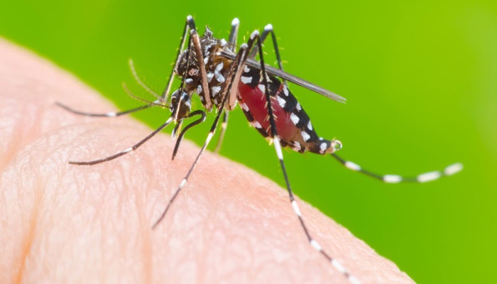Região da Cantu tem quase 600 caso de Dengue 
