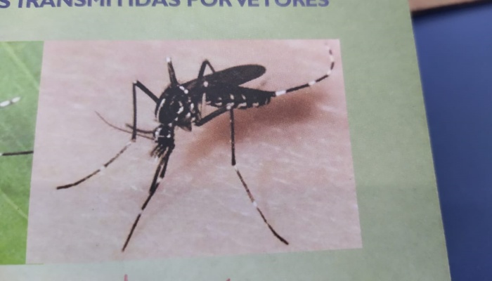 Pinhão – Dengue, você sabia que o perigo mora em sua casa?