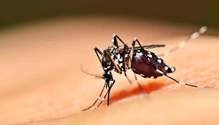 Rio Bonito - Município registra um caso positivo de Dengue