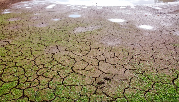 Paraná vive situação de emergência por falta de chuva