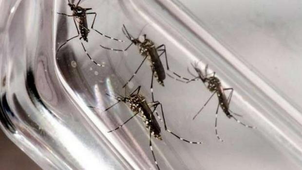 Boletim aponta 167.707 mil casos confirmados e dez mortes por dengue no Paraná