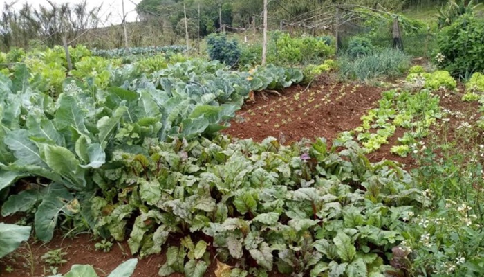 Laranjeiras - Projeto da UFFS auxilia pequenos produtores rurais na produção e comercialização de alimentos