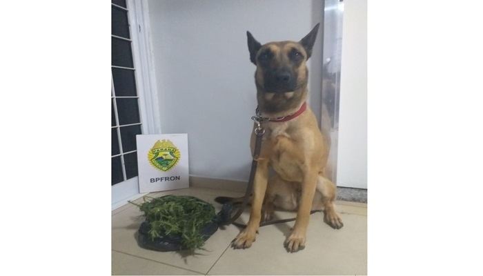 Cadela ‘ATENA’ do BFRon está desaparecida; após buscas operacionais 