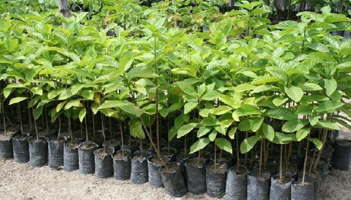 Laranjeiras - Na semana do meio ambiente Secretaria de Agricultura distribui mudas de árvores nativas
