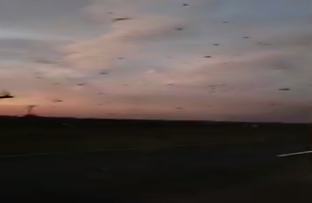 Nuvem de gafanhotos presente na Argentina se aproxima da fronteira com o Brasil