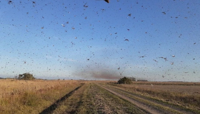 Baixa temperatura deve dificultar entrada de gafanhotos no Brasil