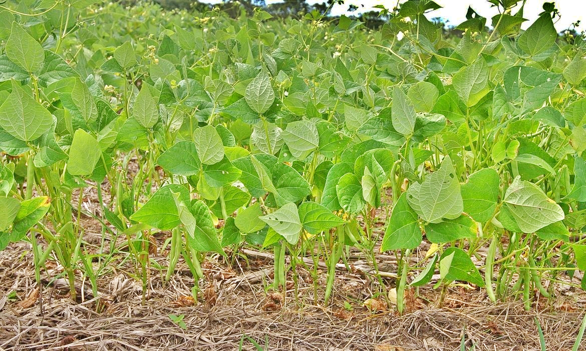 Estudo projeta redução de áreas de produção de arroz e feijão