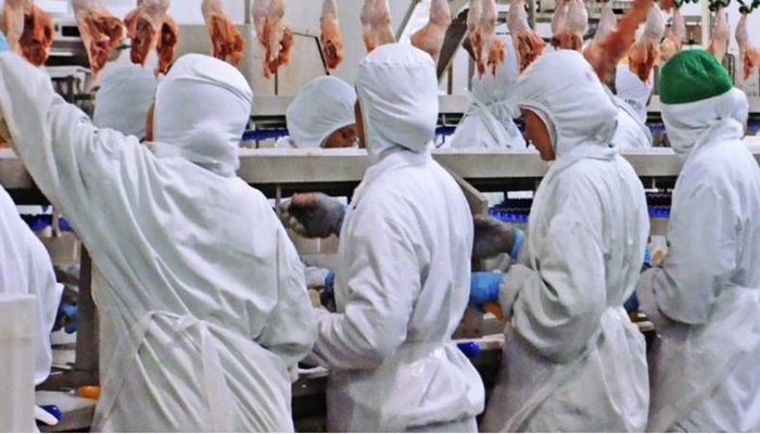 TRT manda Coopavel suspender atividades em unidades de aves e suínos