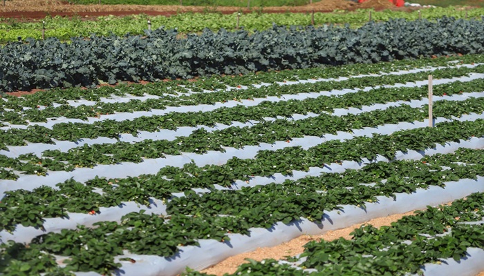 Coopera Paraná promove capacitação de pequenas cooperativas