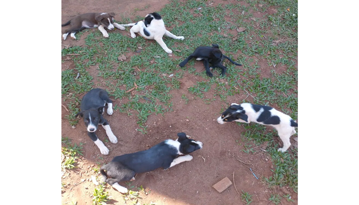 Catanduvas - Moradores da Linha Sanepar fazem alerta sobre abandono de animais 
