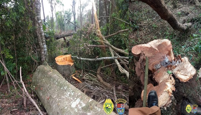 Candói - Polícia Militar flagra desmatamento na Localidade Saleiro 