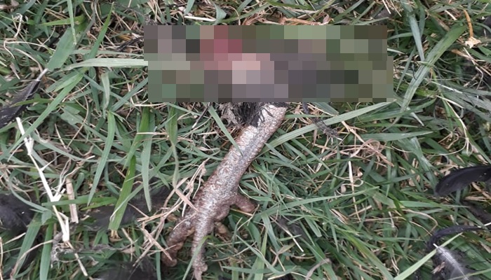 Sema e IAT fazem novo alerta sobre onça em Cascavel; galinha morta e pegada de felino foram encontradas