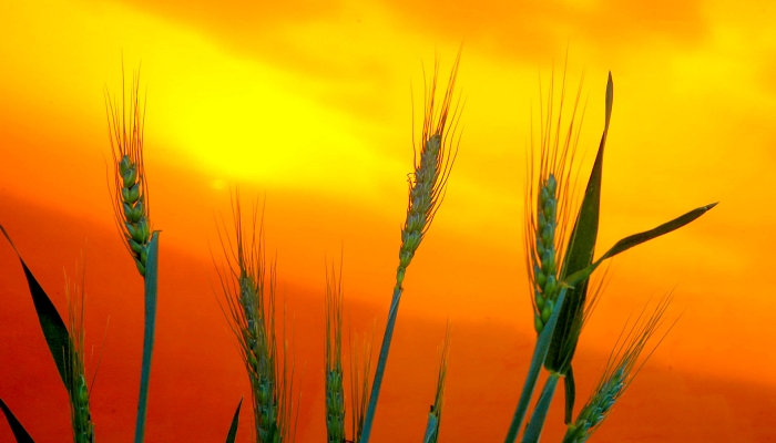 Boletim agropecuário destaca o início da colheita da cevada