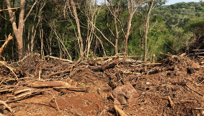 Candói - Operação identifica desmatamento de 30 alqueires