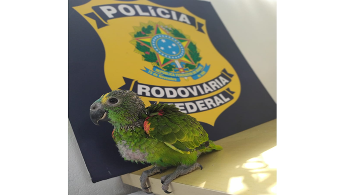 Motorista é preso ao comprar Papagaio silvestre em Guaraniaçu