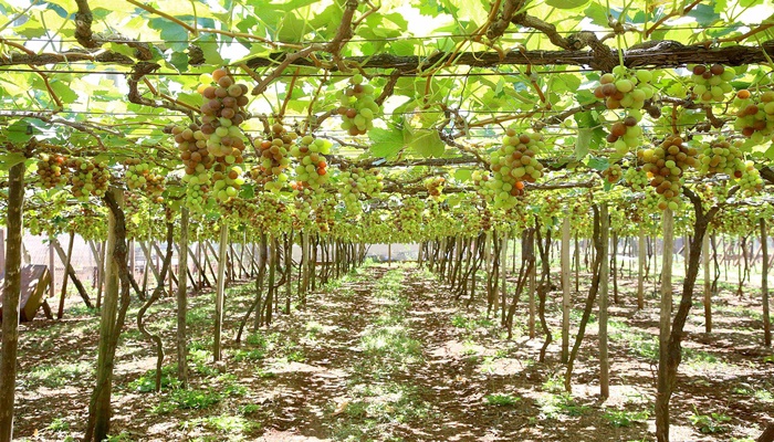 Programa fortalece a produção de uvas e derivados no Paraná