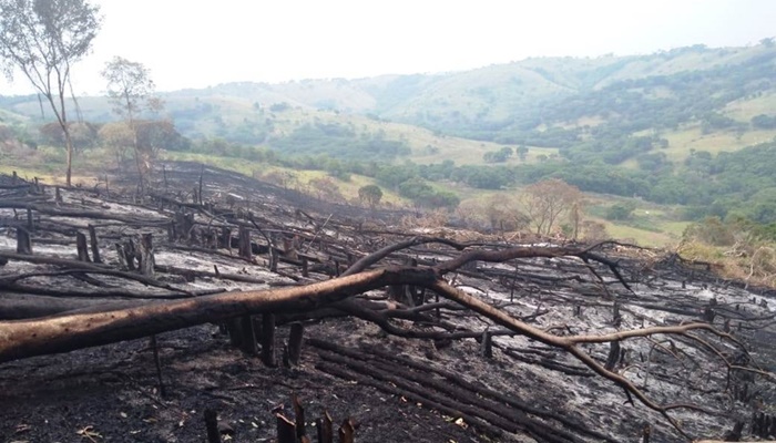 Palmital - Polícia Ambiental multa agricultor que ateou fogo em mata na propriedade 