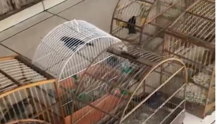 Palmital - Homem é preso por manter 30 pássaros em cativeiro