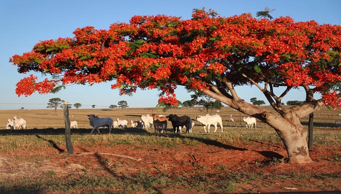 Boletim analisa queda no preço da arroba bovina ao produtor