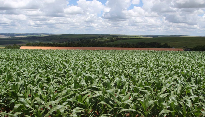 Safra de verão no Paraná deve chegar a 24,2 milhões de toneladas