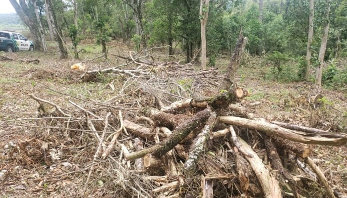 Polícia Ambiental flagra desmatamento e multa proprietário da área em Imbituva 