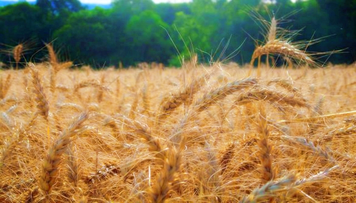 Acesso a Programa de Regularização Ambiental termina amanhã