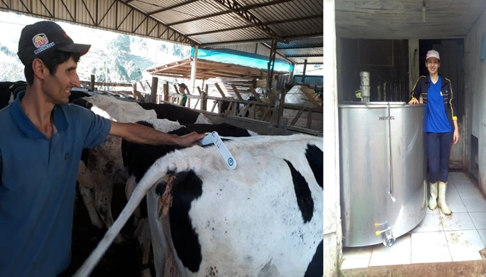 Quedas - Bovinocultura de Leite: Trabalho de balanceamento nutricional de vacas leiteiras promove aumento da renda