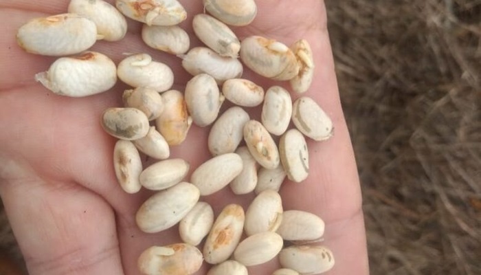 Laranjeiras - Excesso de chuva causa prejuízos a produtores de feijão na região 